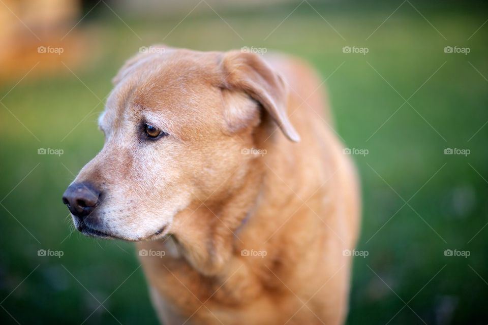 Old dog enjoying the evening.