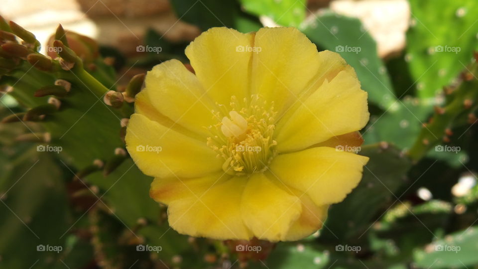 yellow Cactus flower
