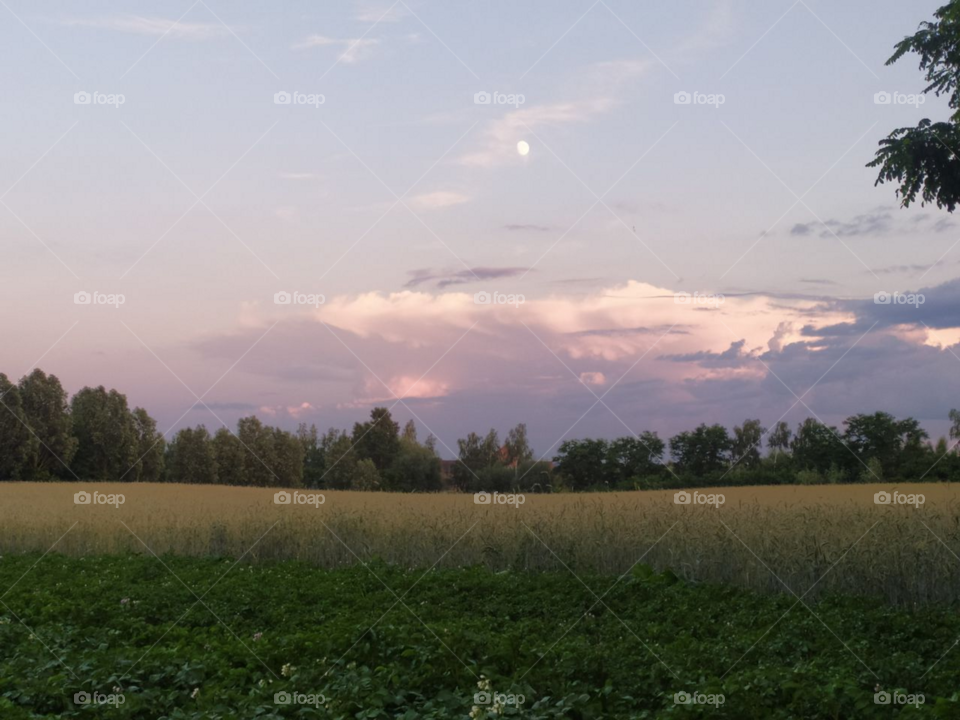 the forest and field, sunset, moon