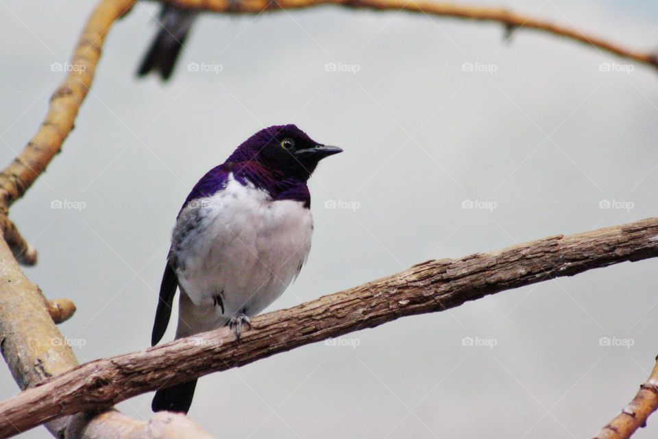 Purple and white wild bird perched on tree branch