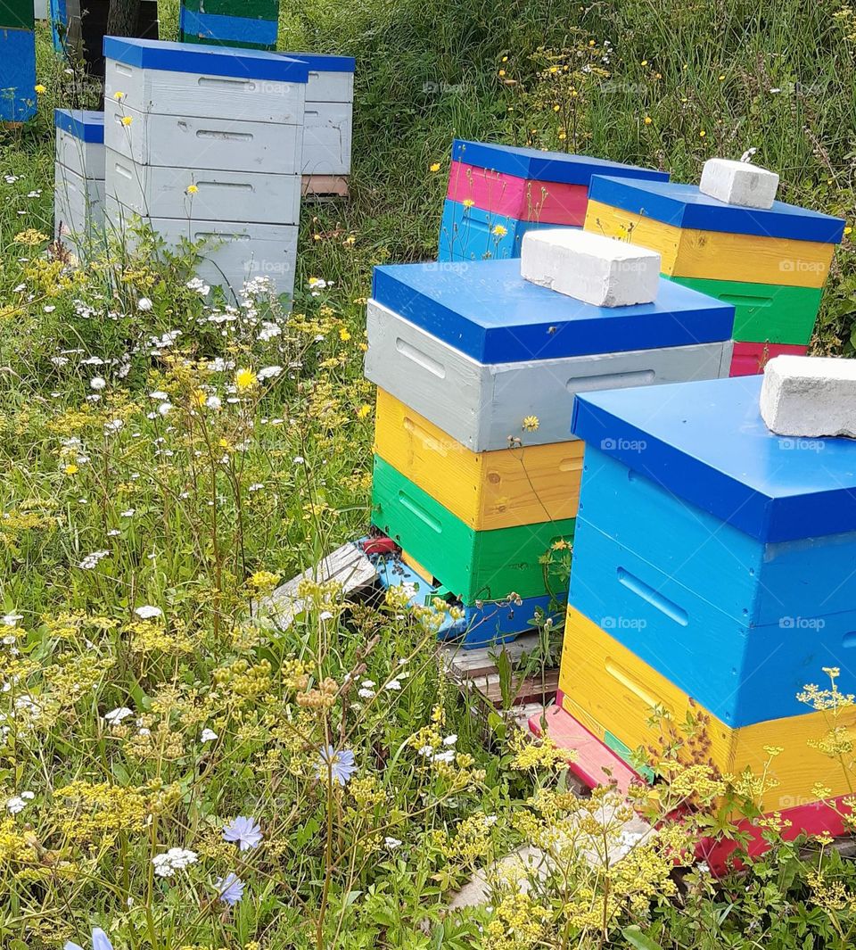 little houses for bees where they make honey