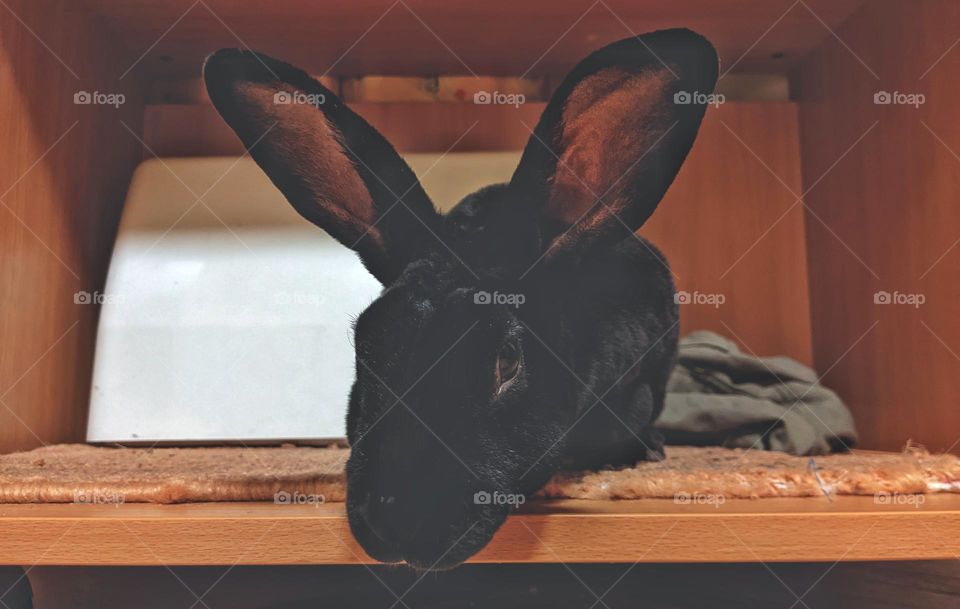 Rex domestic rabbit