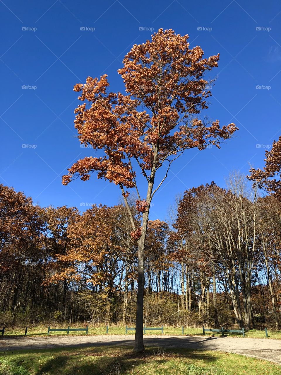 Tree In sky