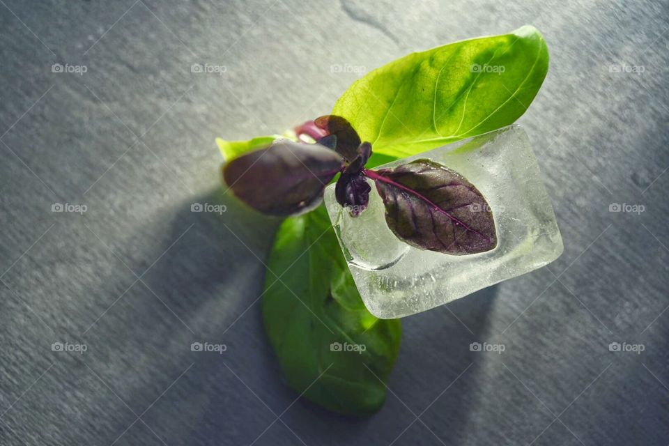 Basil and ice