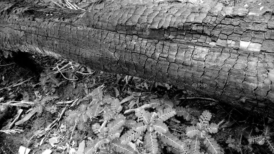 Pau queimado, carvão.