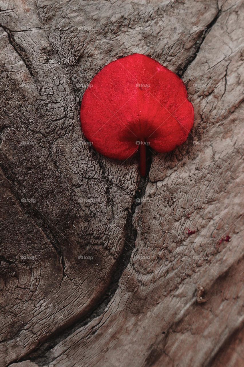 Petal on an old desk