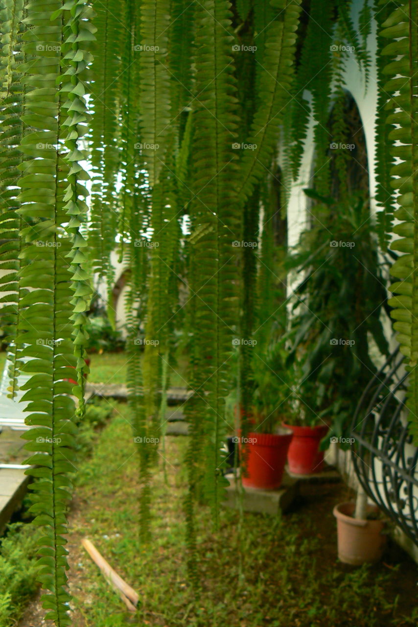 Garden with hanging ferns