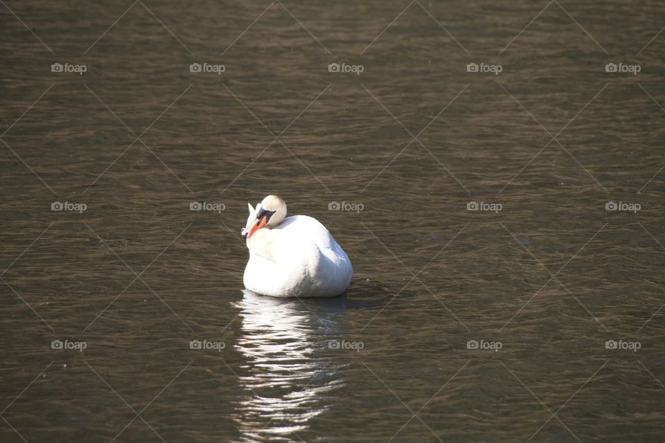 swans on the lake
