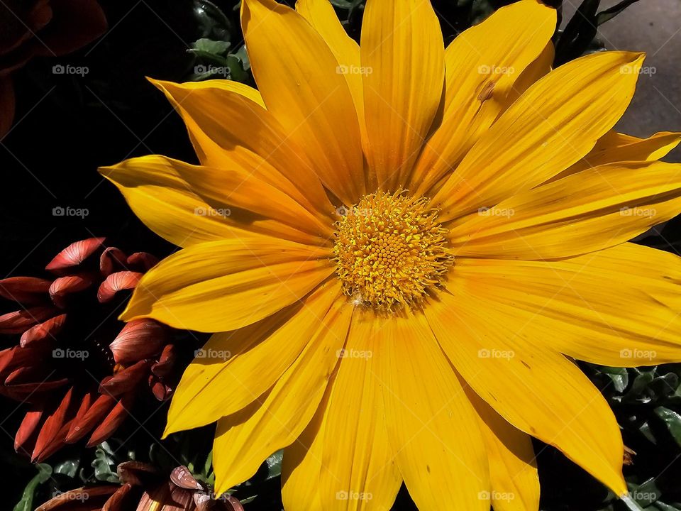 Bright yellow flower alongside a red flower. Their colors, their beauty, causing awe.