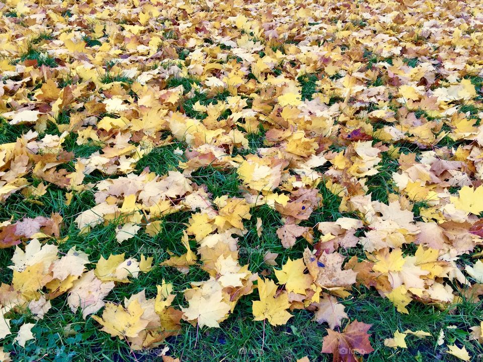 Fallen autumn maple leaves on green grass.
