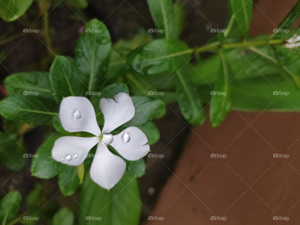 Raindrops shine like pearls on petals and leaves