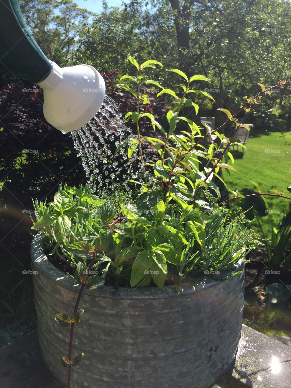 The beauty of herbs on pot! 