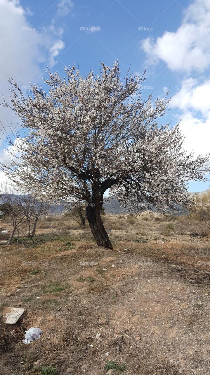Almond Tree in Granada