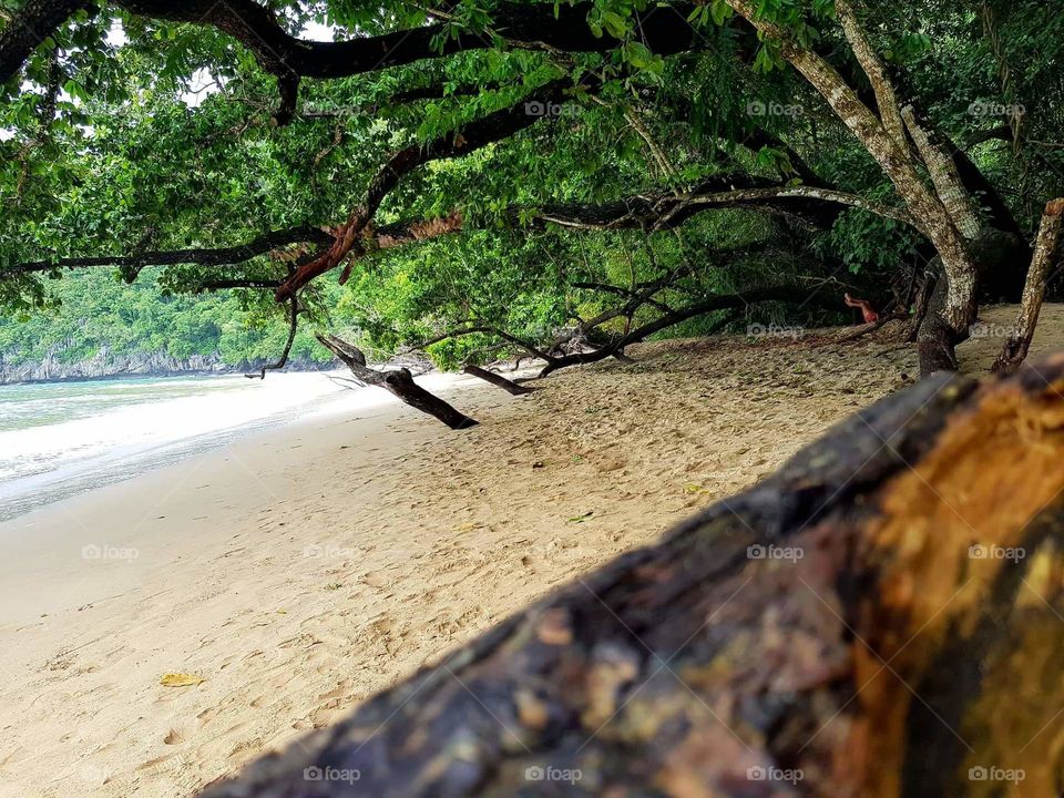 Scenic view of an amazing trees that its branches touch the sand.