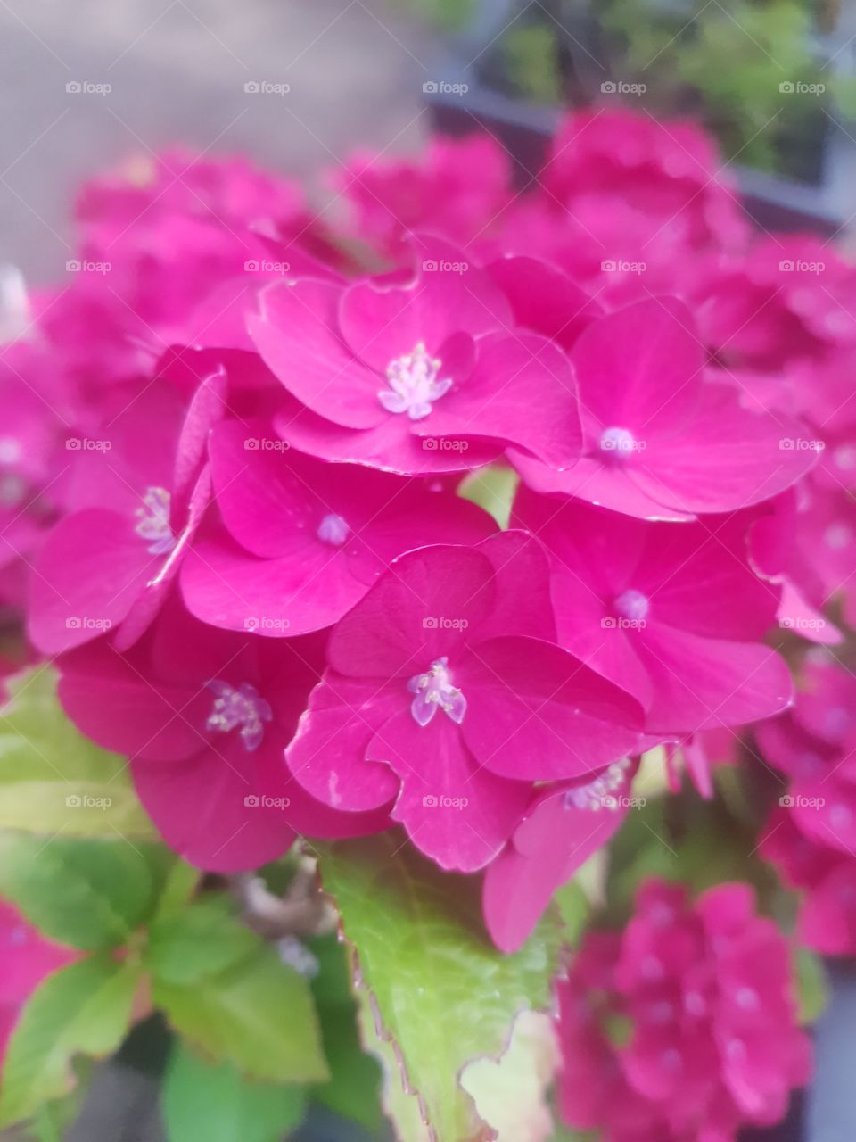 Close up of a pink flower plant.