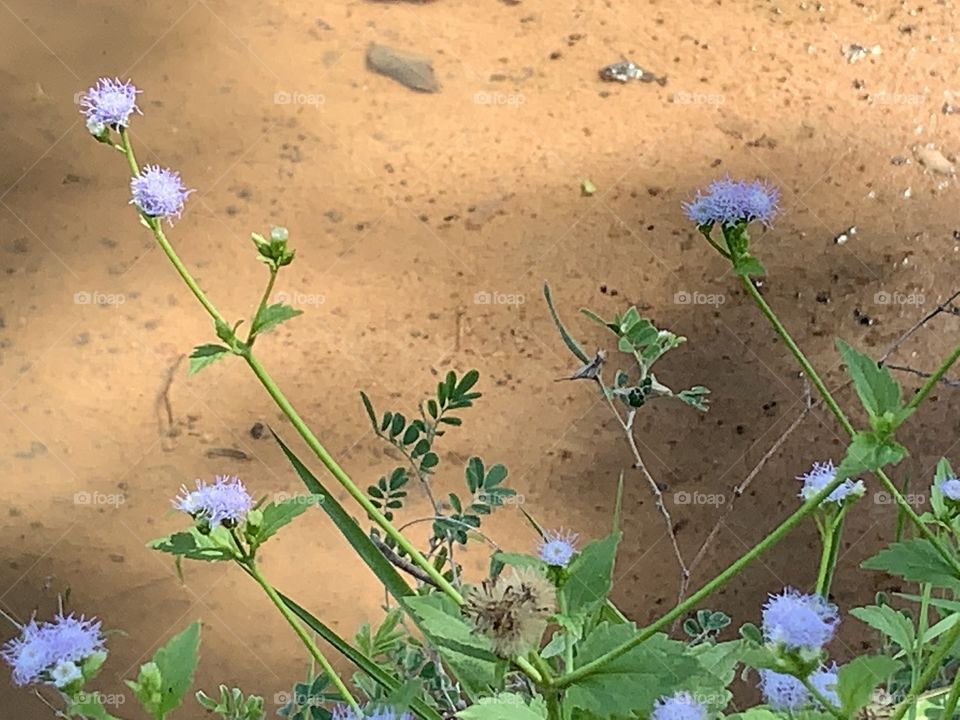 Plants around us.