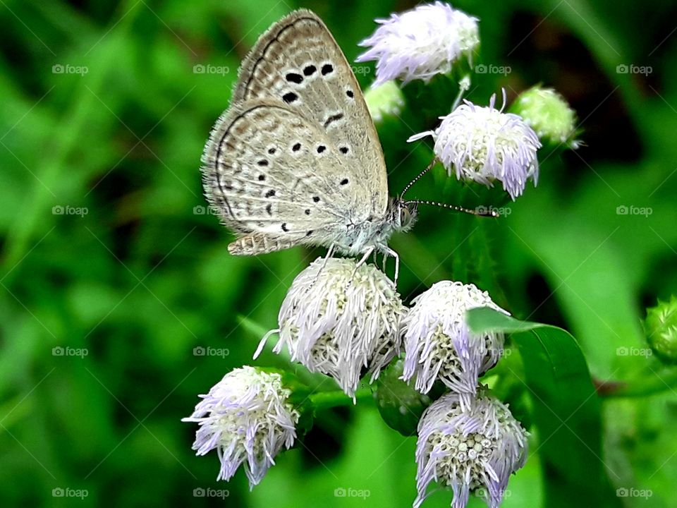 A littile butterfly sitting on a white colore flower