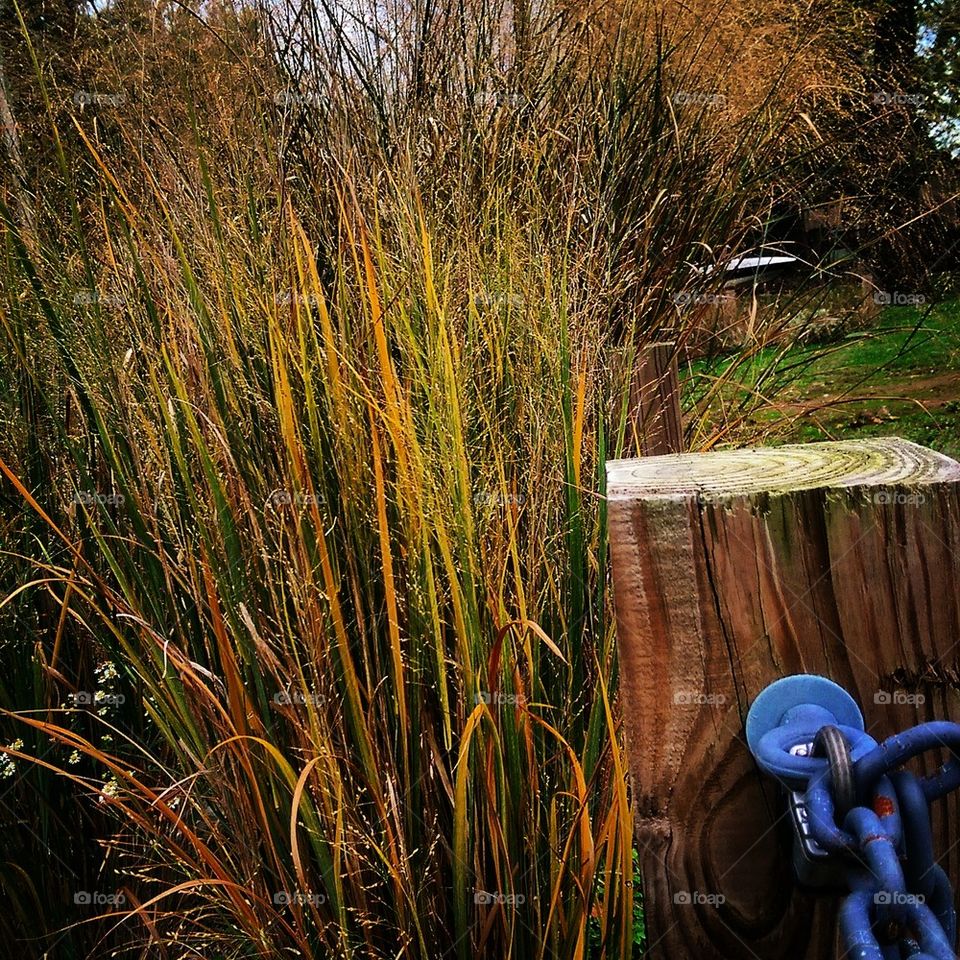 Ornamental Grass 