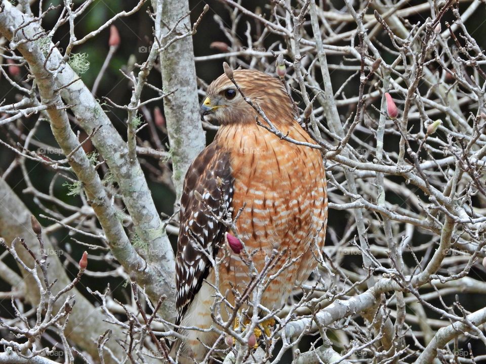 Red-tailed Hawk perched in a Chinese Magnolia tree looking to for his next meal