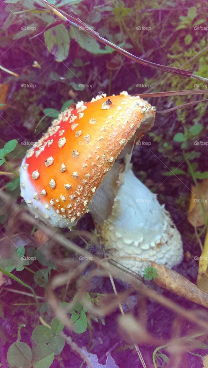 Nature, Food, No Person, Leaf, Flora