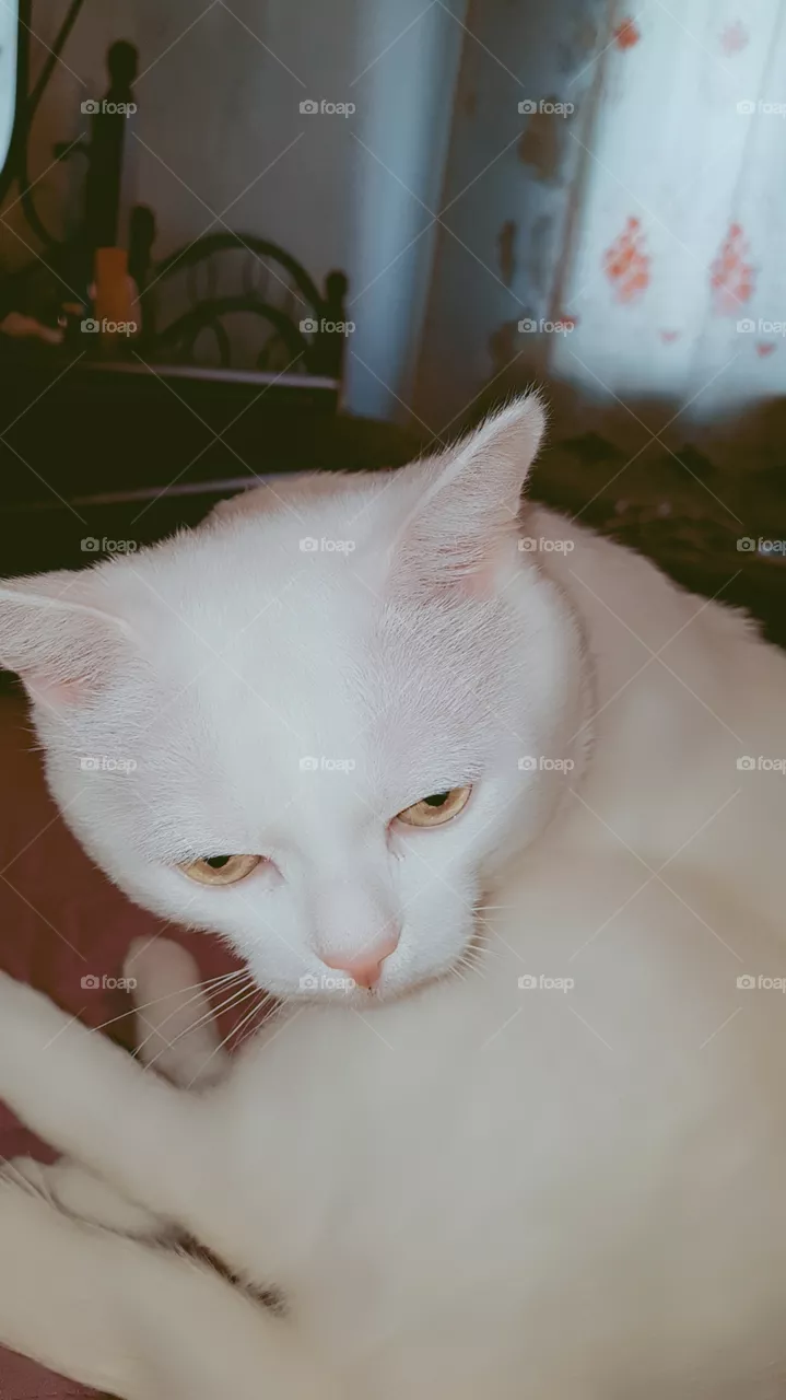 cat