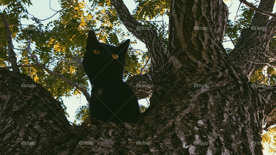 my black cat