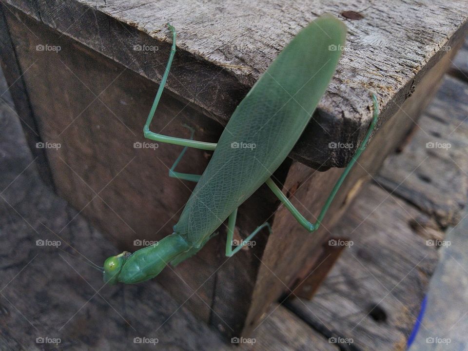Green grasshopper