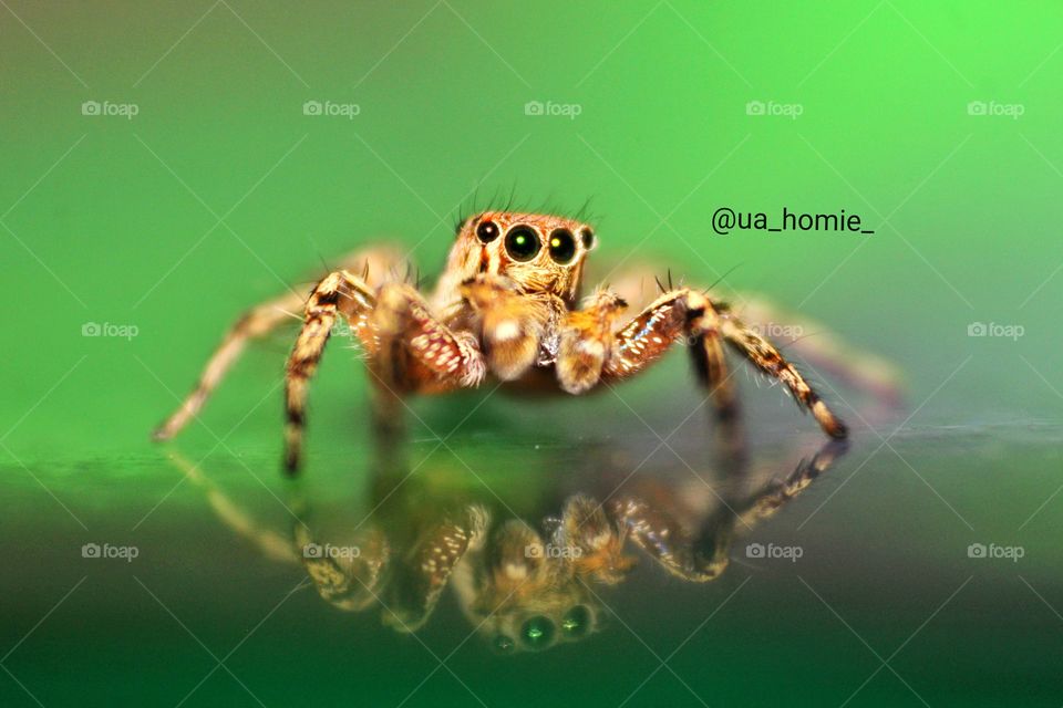 Jumping Spider with Reflection 🕸🕷