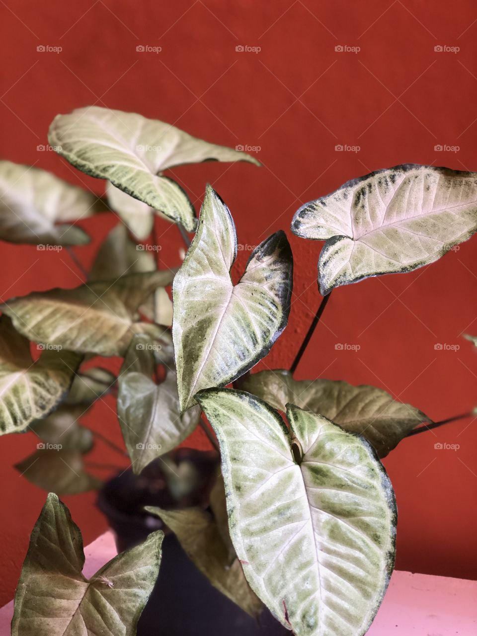 Plants at bedroom light 