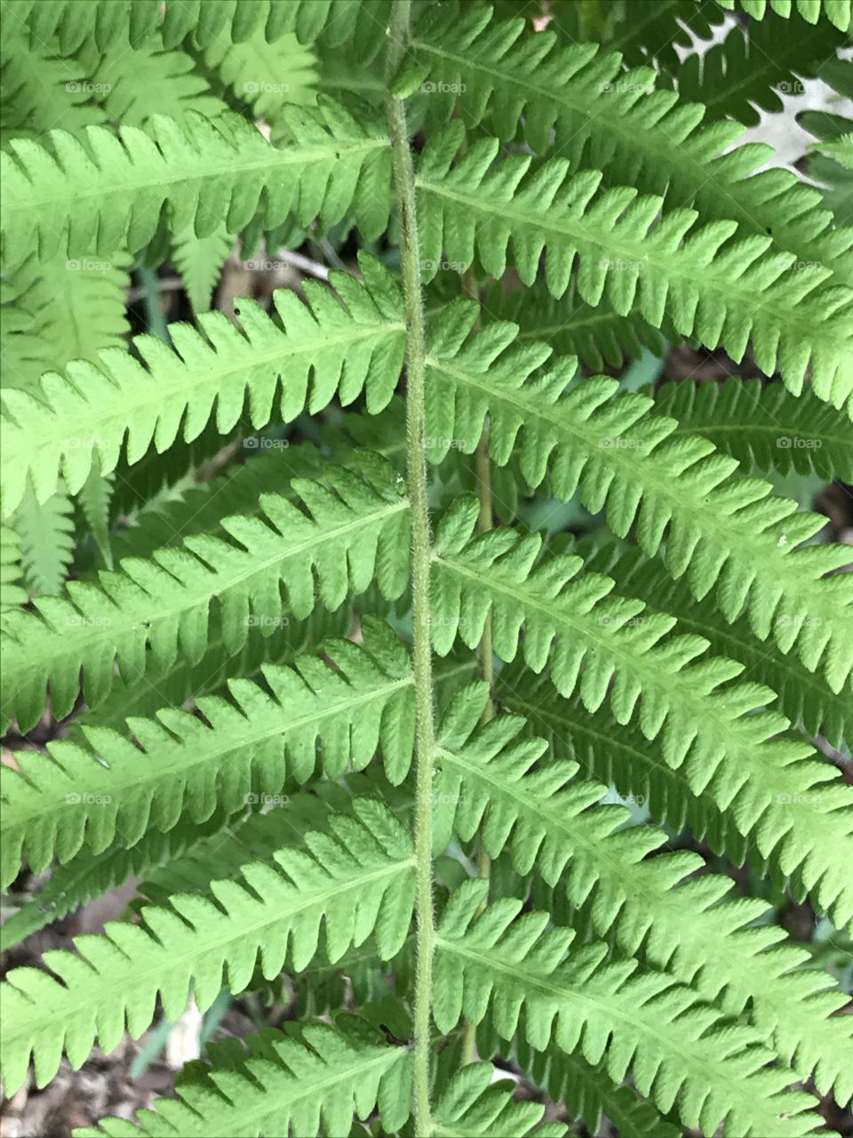 Fern leaves 