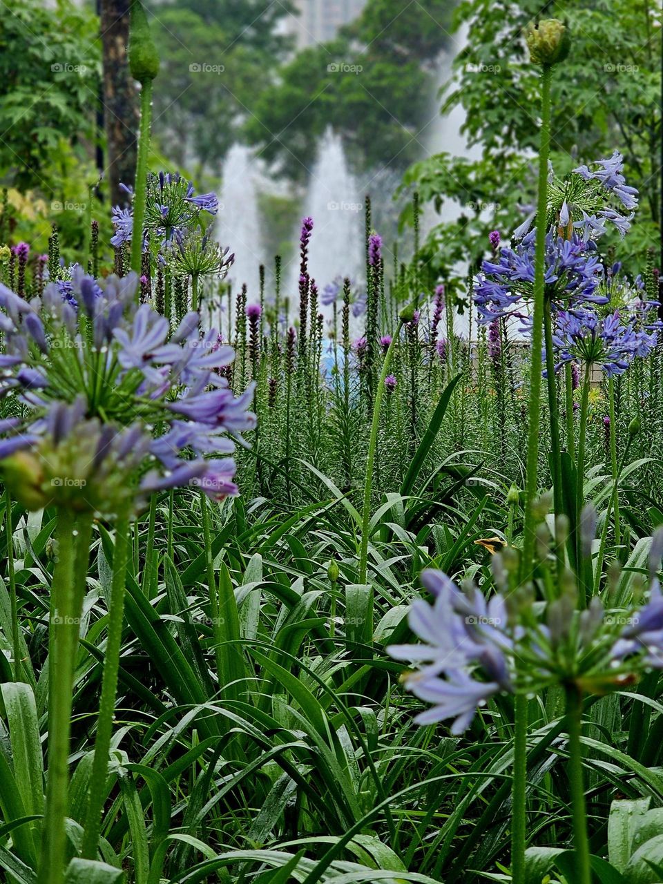 Urban natural plants and flowers