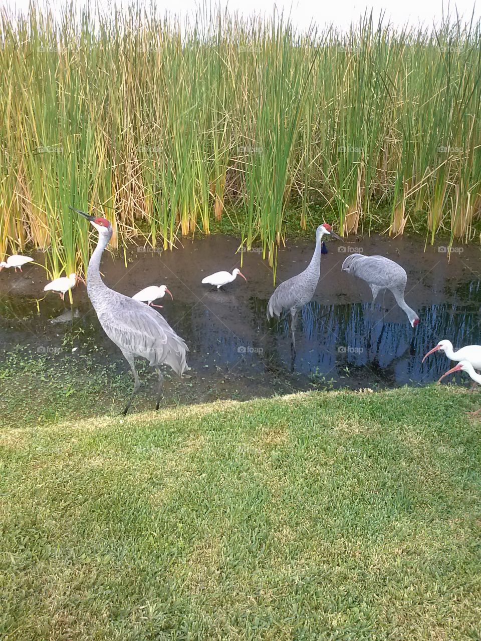 Sandhill Cranes In Water