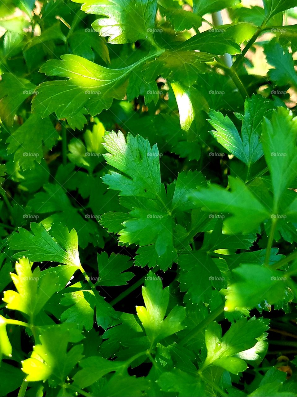 Parsley