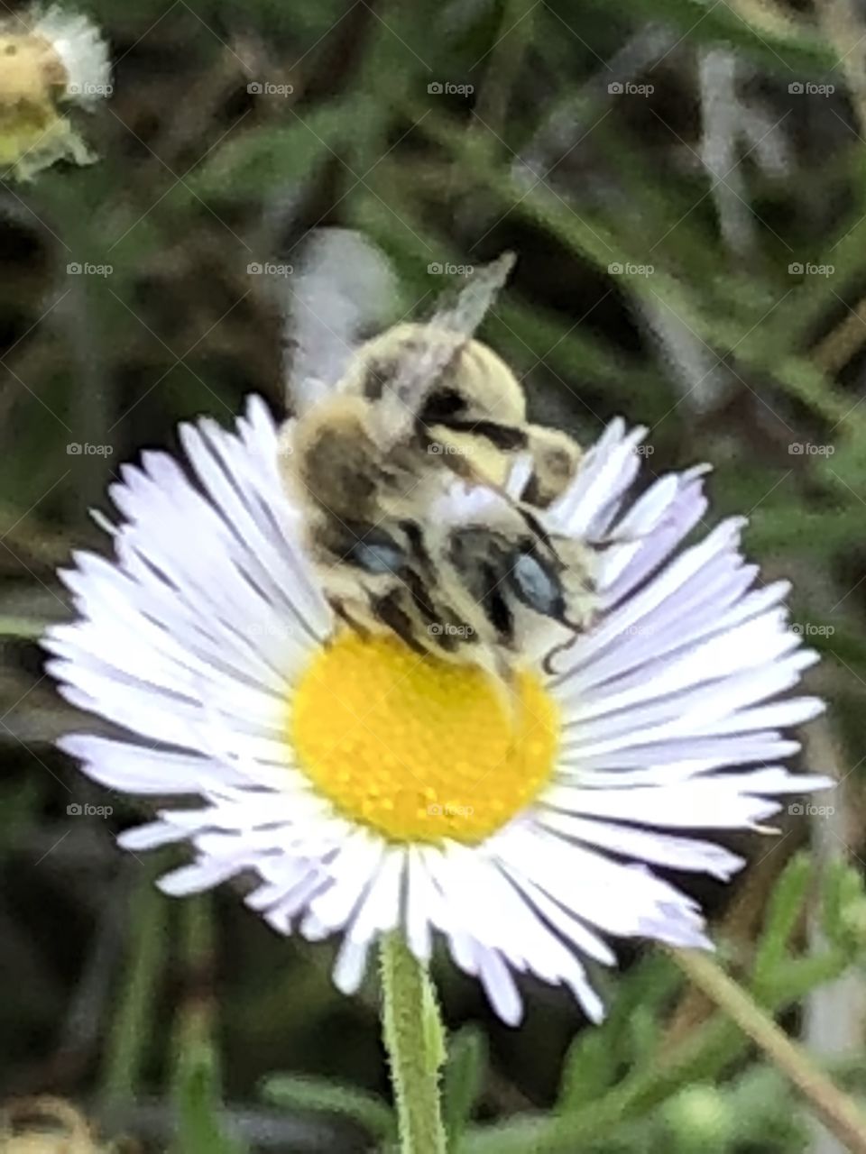 The bees who got in a fight