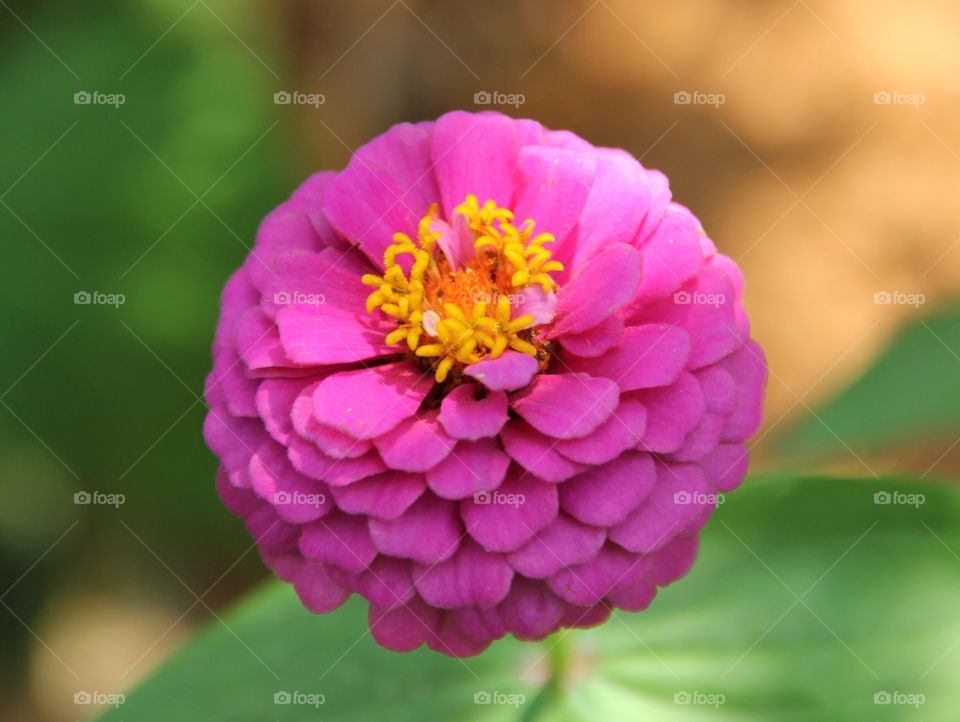 Spring Colors - Colores de Primavera