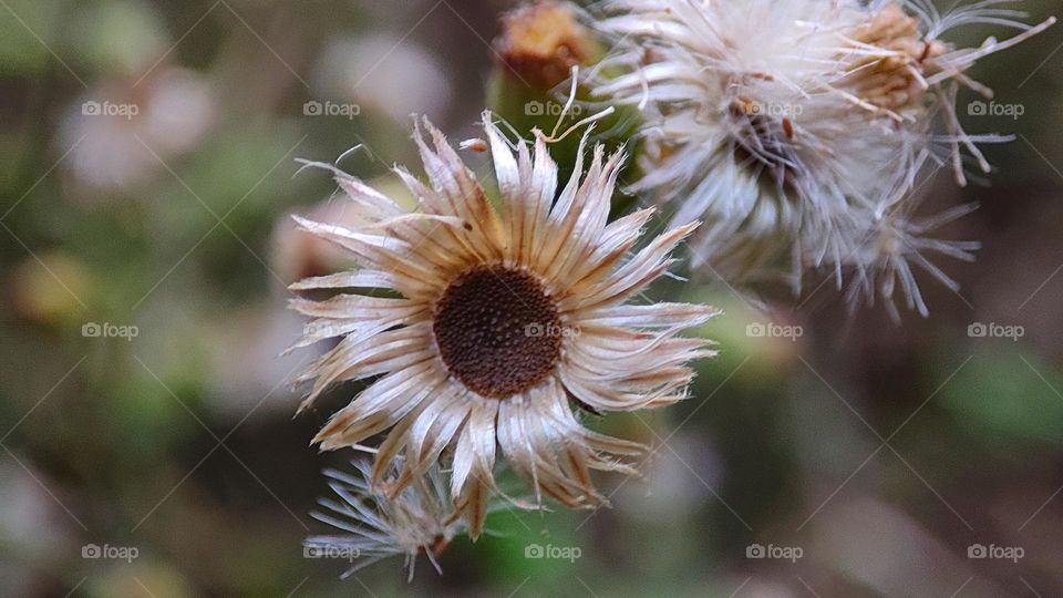 A strange flower, which looks dried