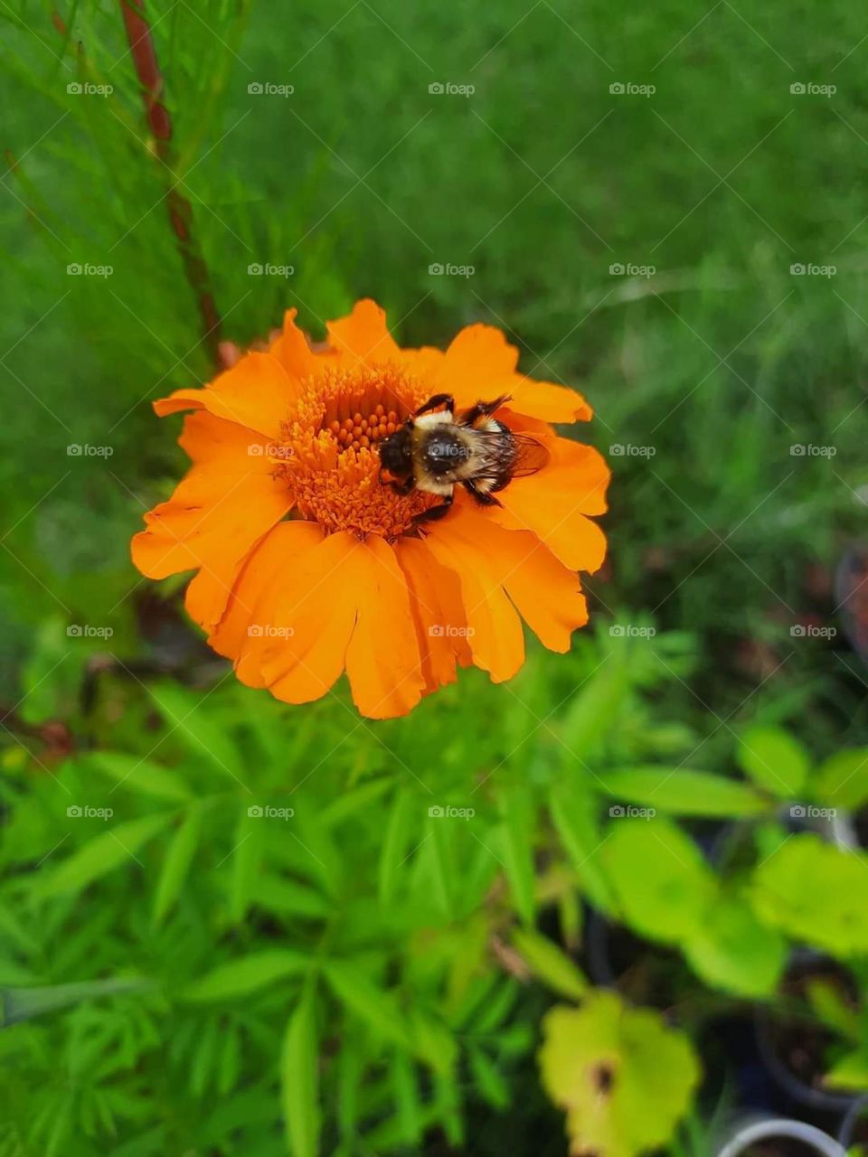 Bee & Marigolds