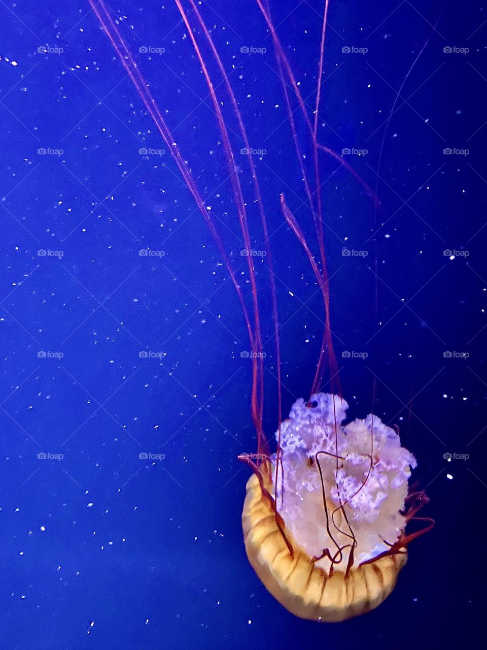 Jellyfish 