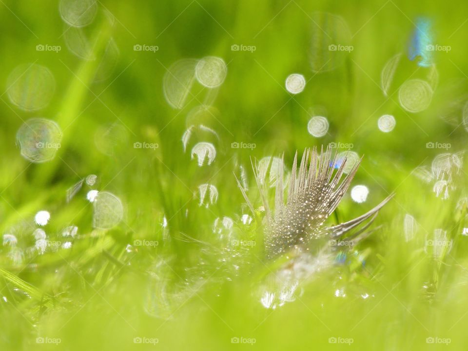 Wet feather on grass