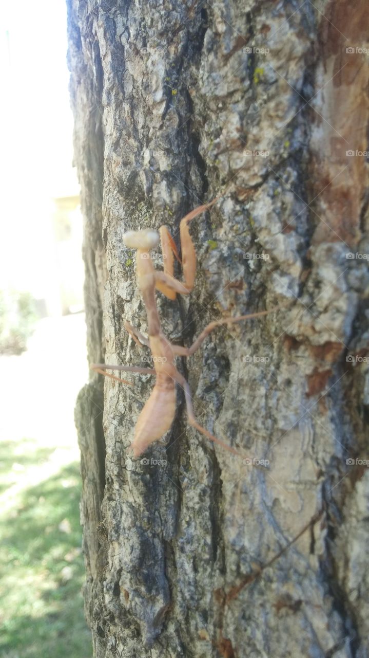 Another Day with a Grass Hopper!