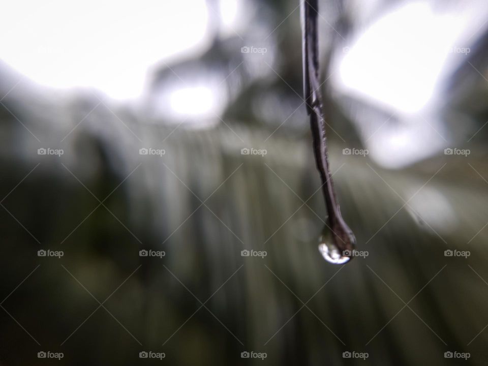 Water Drops on a stick after rain