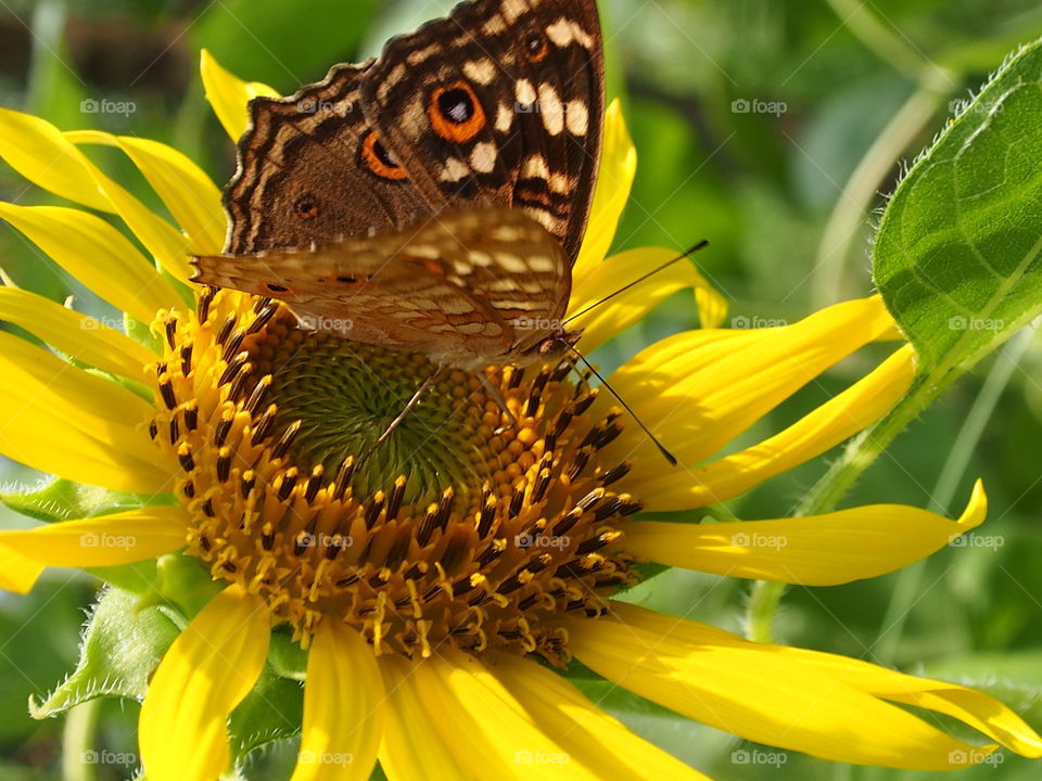 Close up of butterfly