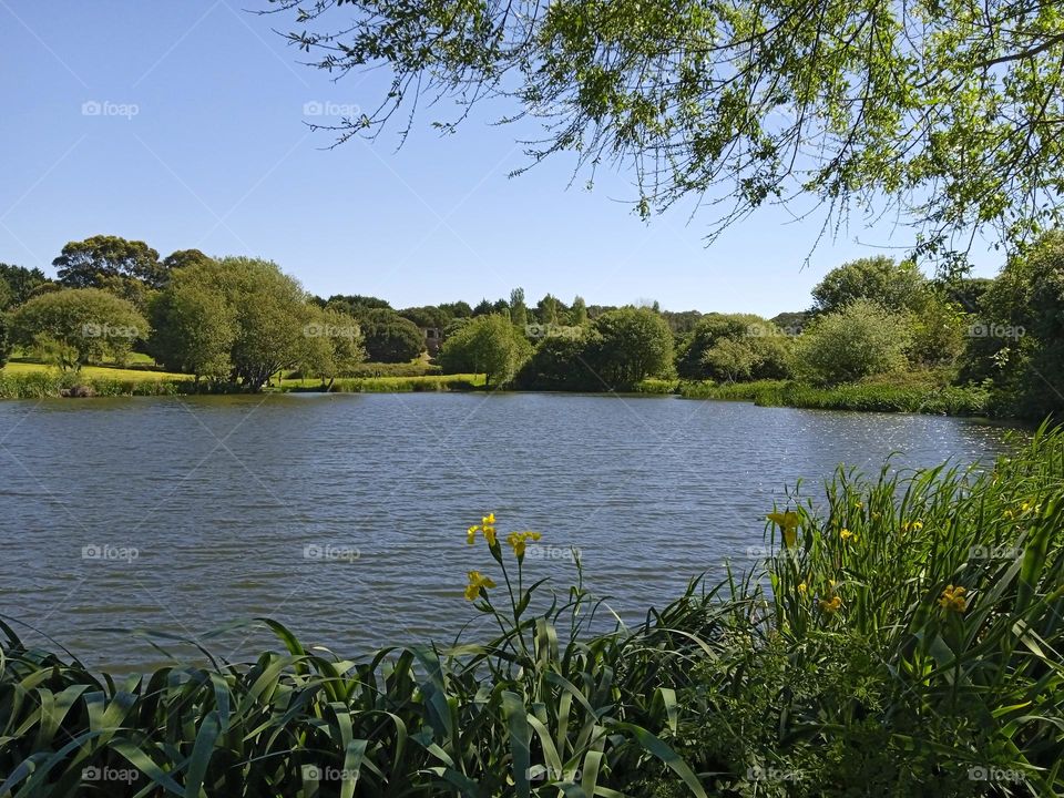 Lac dans le parc da Cidade de porto