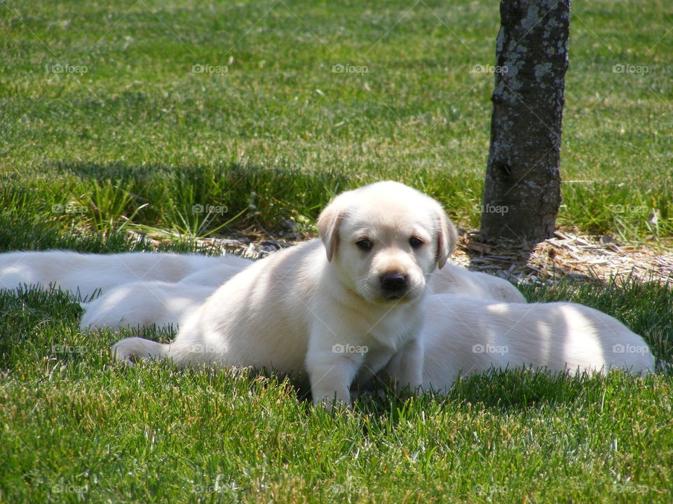 Yellow lab puppies