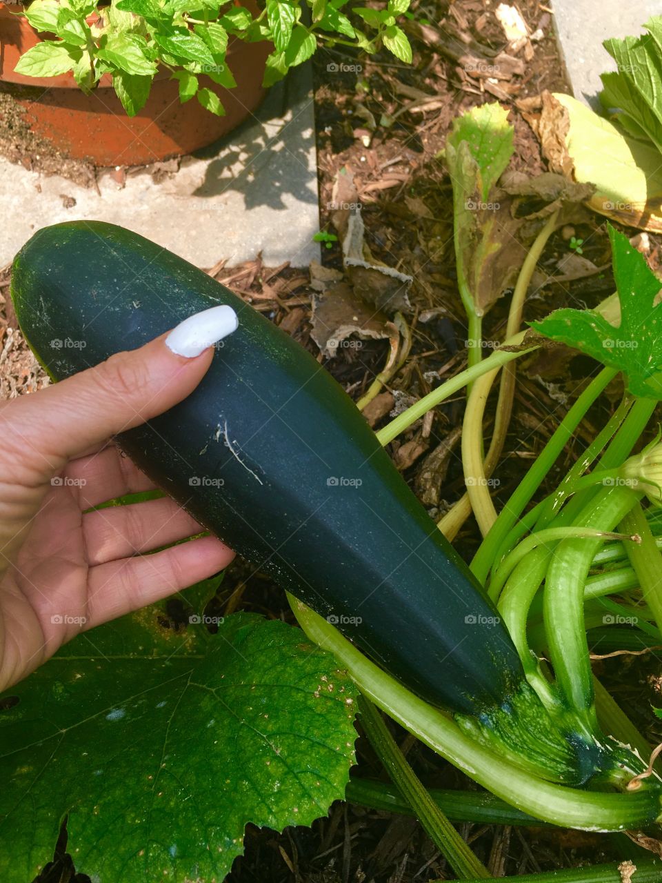 Fresh cucumber 