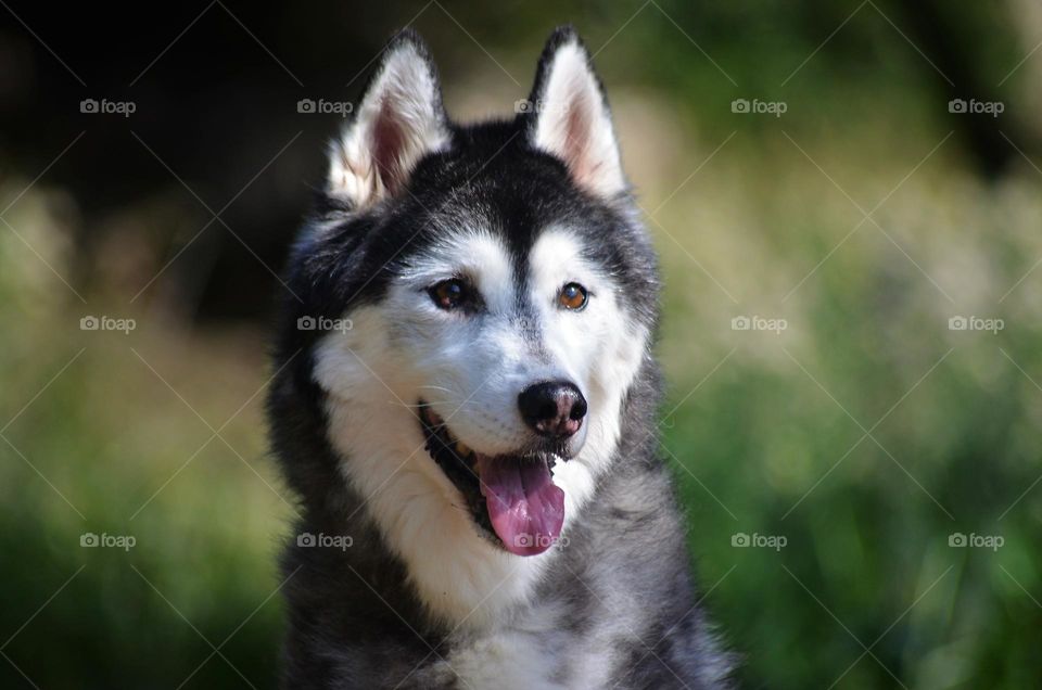 husky