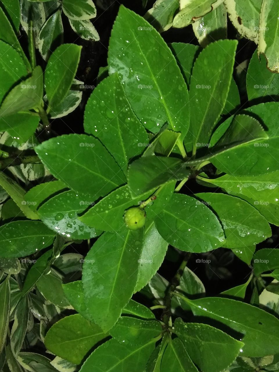 rain on a shrub