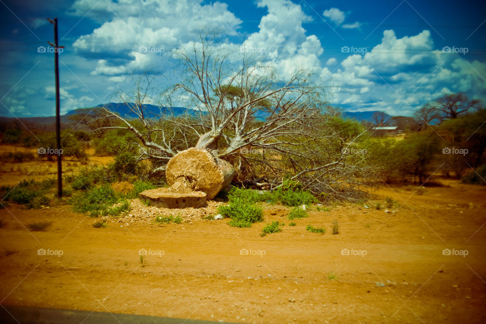 felled baobab 