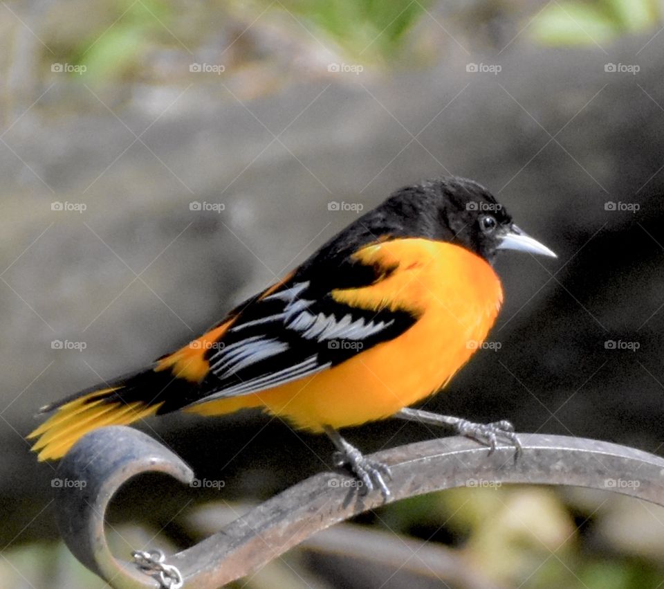 Baltimore Oriole perched on a shepherd’s hook