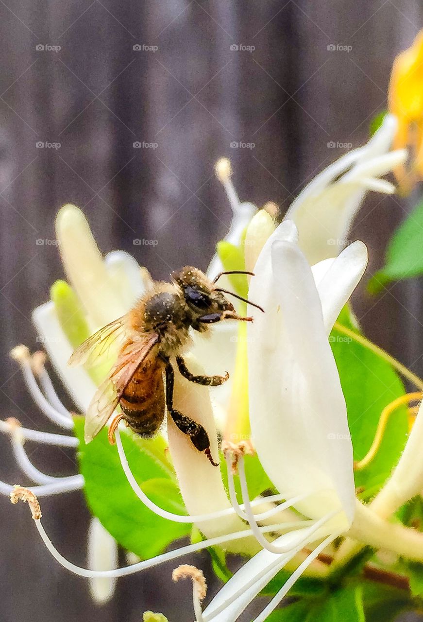 Close up of a bee on a honeysuckle 